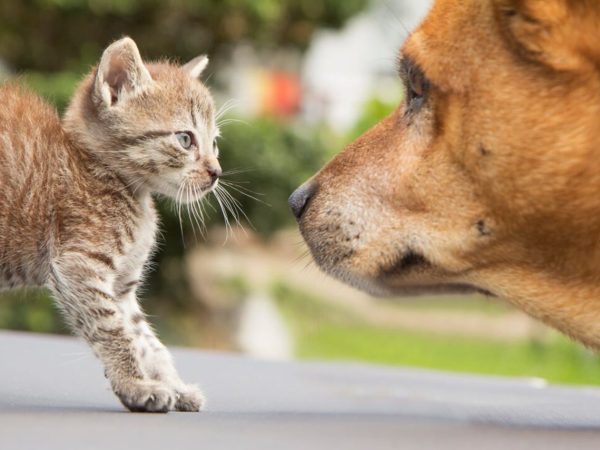 Making Cat Care Easier: How Cat Mate Simplifies Your Daily Pet Duties