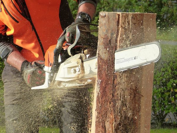 Advantages of Professional Stump Grinding Before Garden Replanting Projects